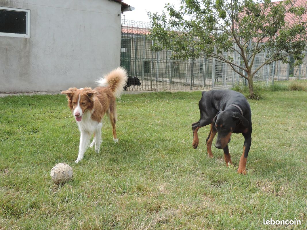photo-deux-chiens-qui-jouent-a-la-balle-parc